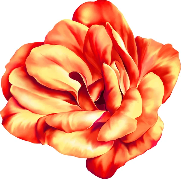 Fleur rose rouge et orange — Image vectorielle