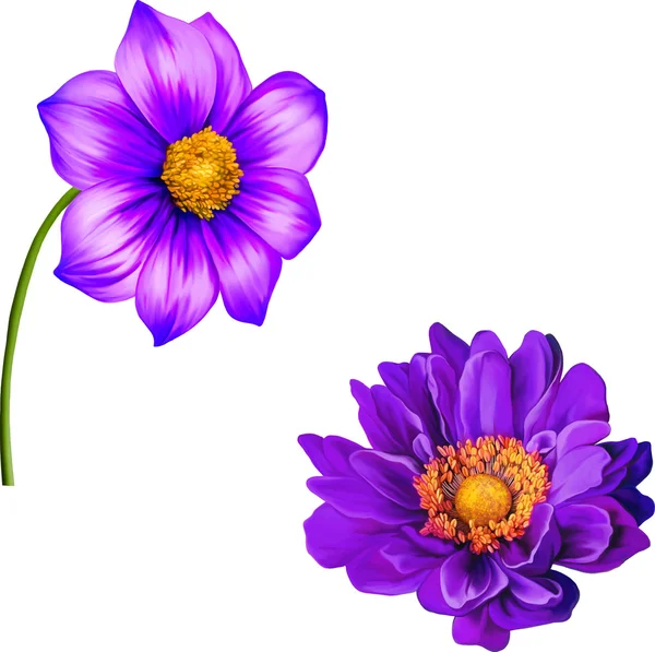 Purple Mona Lisa and Dahlia flowers — Stock Vector