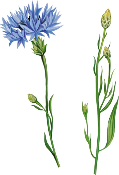 Knapweed blå blommor — Stock vektor