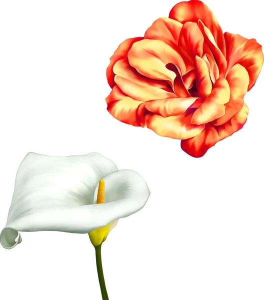 Ροδαλό λουλούδι και calla κρίνος — Διανυσματικό Αρχείο