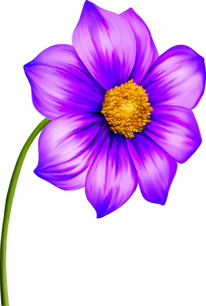 Purple Dahlia flower — Stock Vector