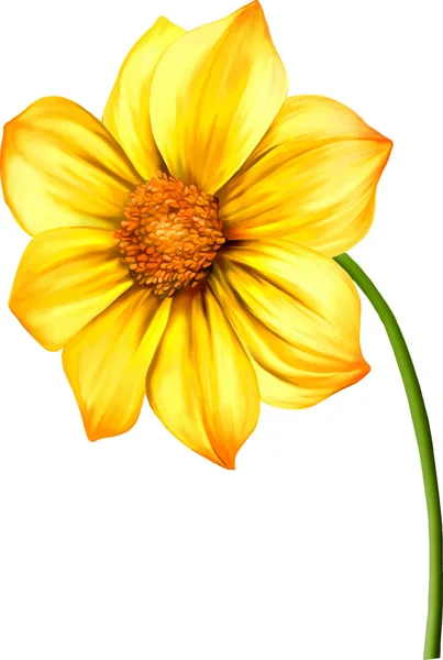 黄色のダリアの花 — ストックベクタ