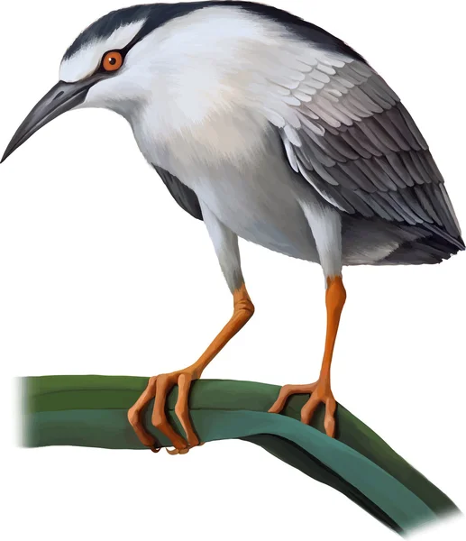Night Heron bird — Stock Vector