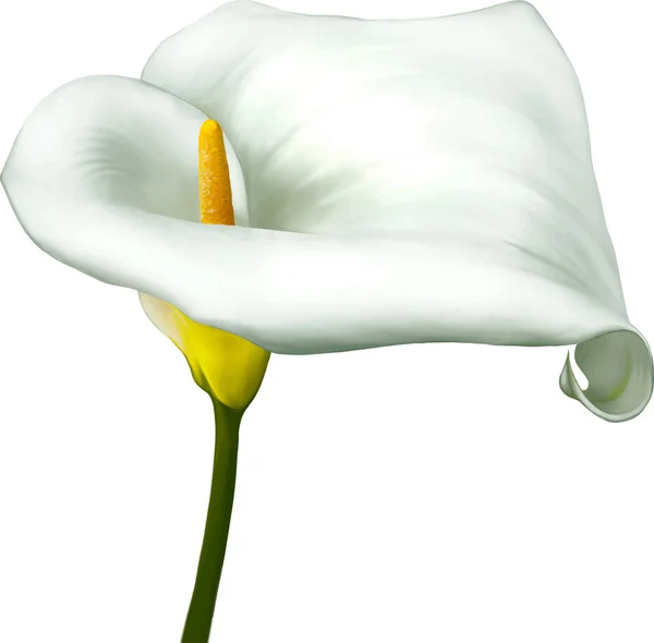 White calla lily flower — Stock Vector