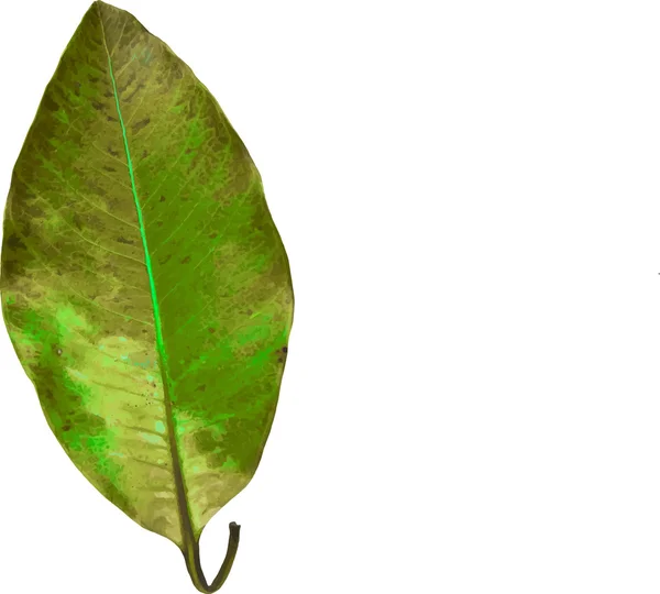 Tree green leaf — Stock Vector