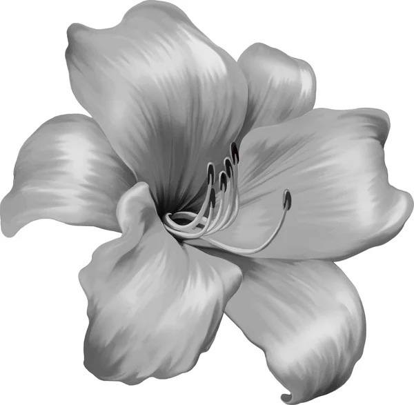 Flor de lirio negro — Vector de stock