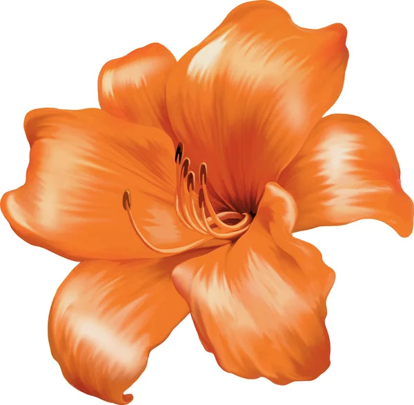 Orange lily flower — Stock Vector