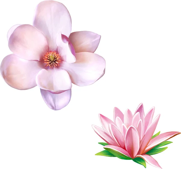 Flores de loto y magnolia rosadas — Archivo Imágenes Vectoriales