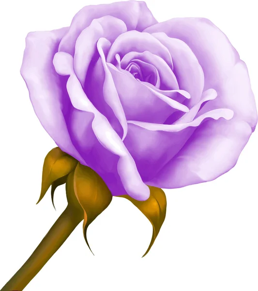 Όμορφο μωβ μπλε τριαντάφυλλο — Διανυσματικό Αρχείο