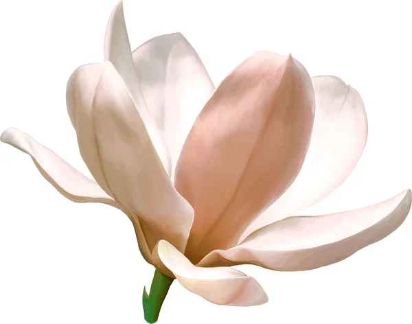 pembe Manolya çiçeği