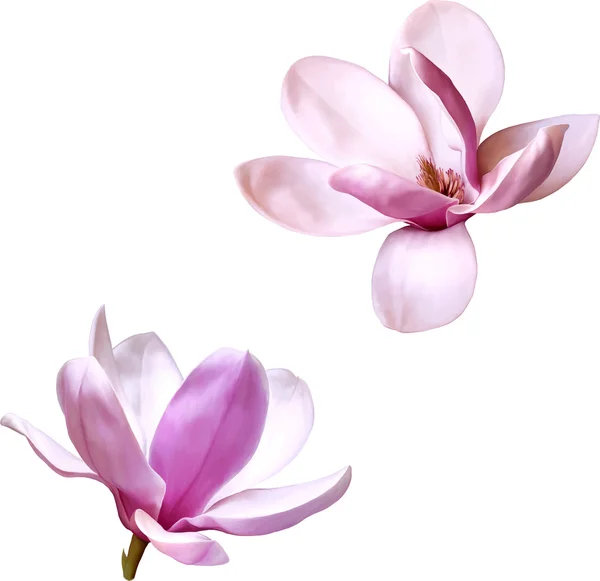 Rózsaszín magnólia virág — Stock Vector