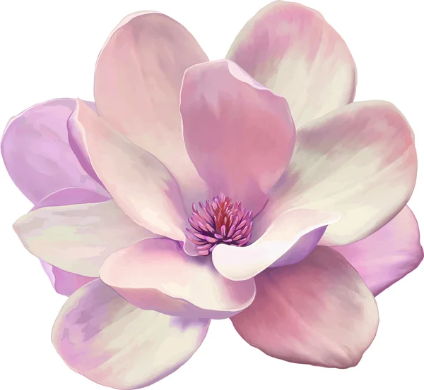 Fiore di magnolia rosa — Vettoriale Stock