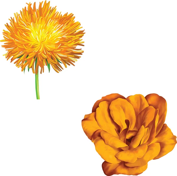 Gele distel, aster bloem en camellia — Stockvector