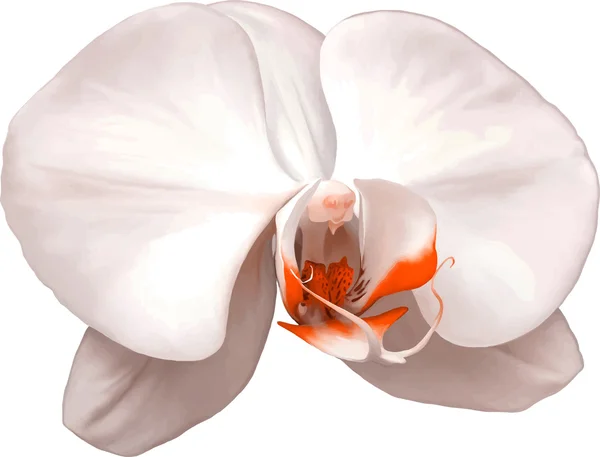 Flor de orquídea blanca — Vector de stock