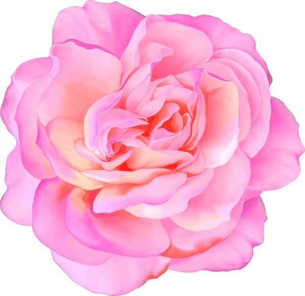 Rose rose fleur — Image vectorielle