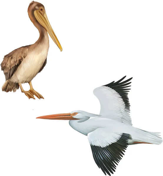 Bianco e marrone Pelican — Vettoriale Stock