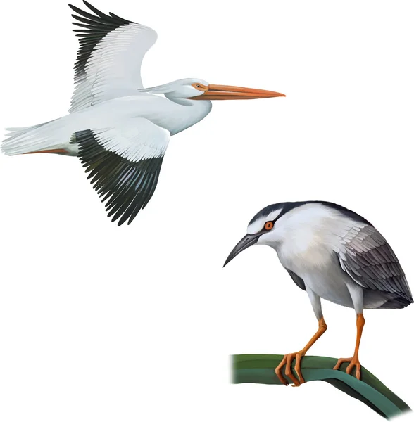 American White Pelican and Night Heron — Stock Vector