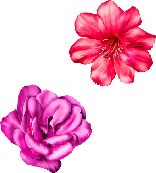 Fleurs de camélia rouge et rose — Image vectorielle