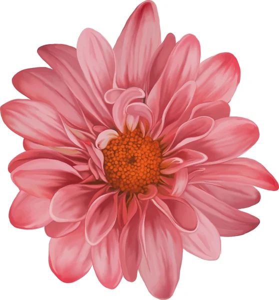 Rode Chrysant bloem — Stockvector