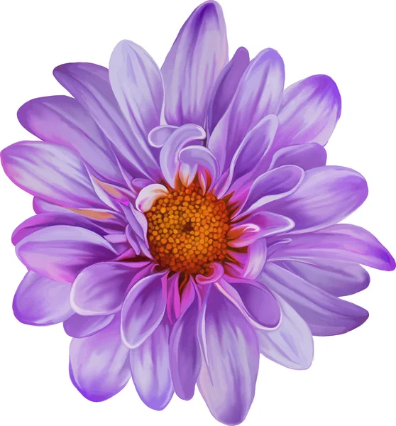 Flor de crisantemo púrpura — Archivo Imágenes Vectoriales