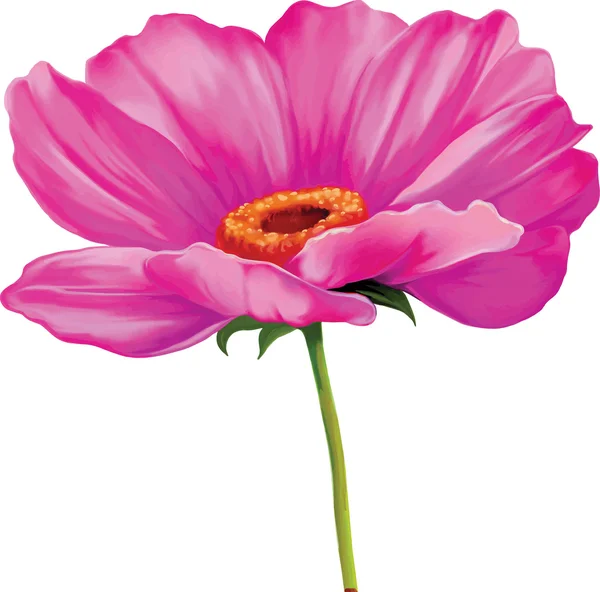 Inschrijving roze papaverteelt bloem — Stockvector
