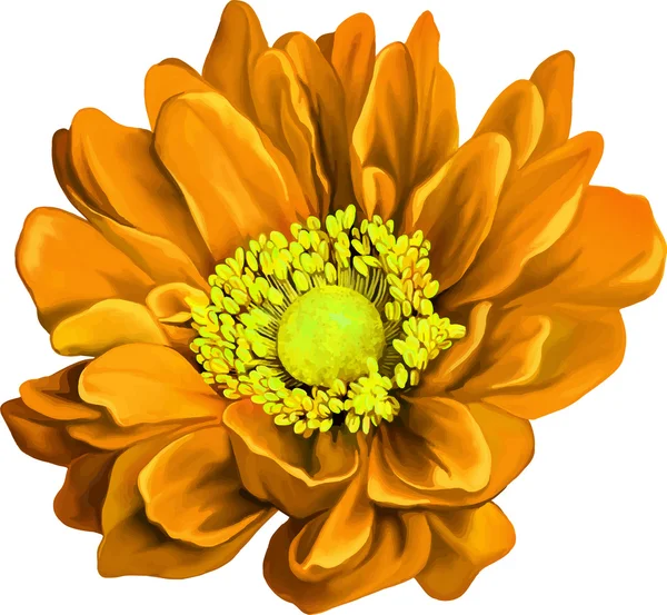 Fleur de Joconde jaune — Image vectorielle