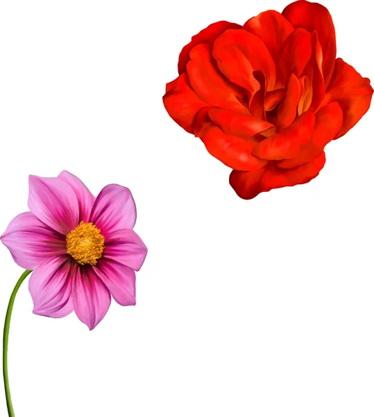 Ντάλια και κόκκινο τριαντάφυλλο λουλούδια — Διανυσματικό Αρχείο