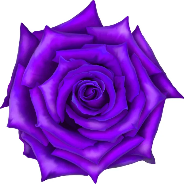 Flor de rosa violeta — Vetor de Stock