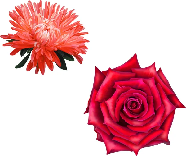 Rosa roja y flores de astra rosa — Archivo Imágenes Vectoriales