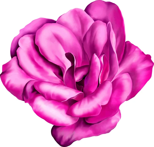 Rosa camelia rosa flor — Vector de stock