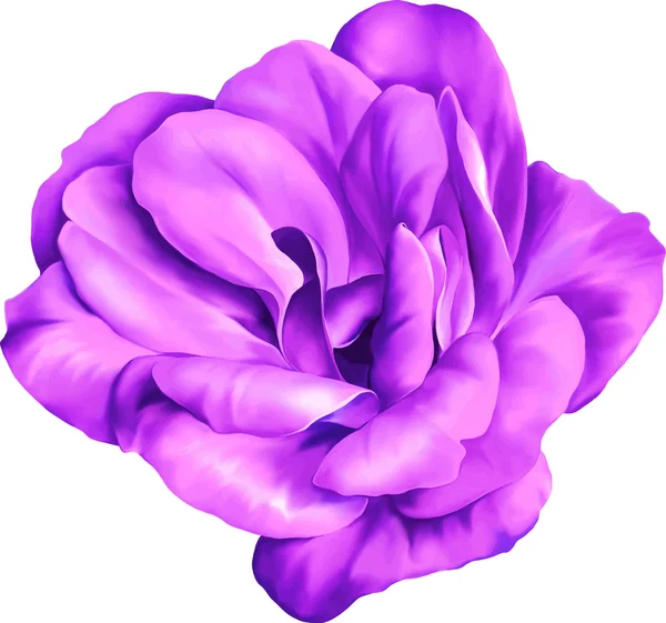 Фиолетовый розовый цветок — стоковый вектор