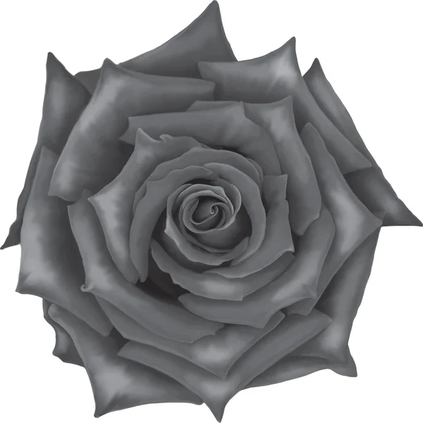 Schwarze und weiße Rose Blume — Stockvektor