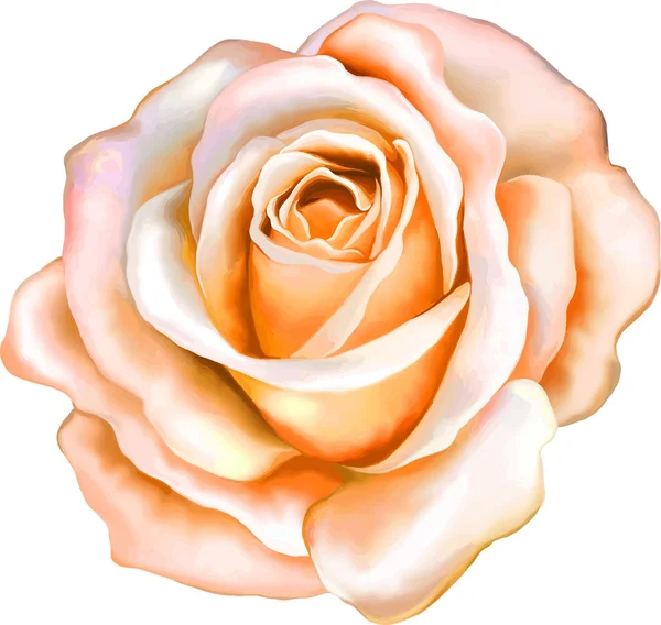 Fleur rose orange — Image vectorielle