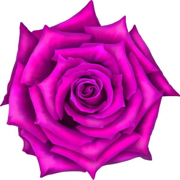 Roze roos bloem — Stockvector