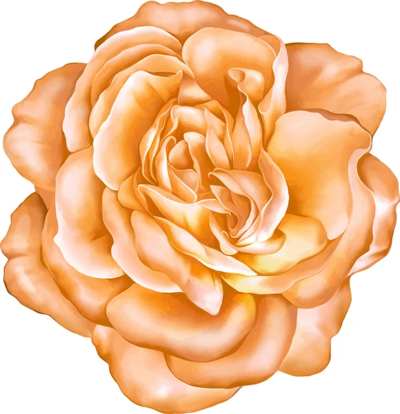 橙色玫瑰花卉 — 图库矢量图片