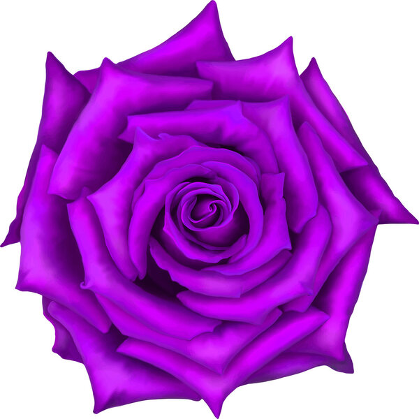 Purple Rose Flower