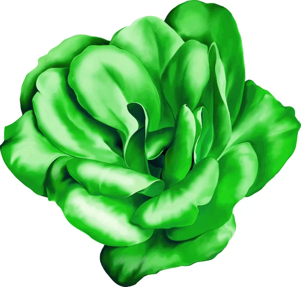 绿色玫瑰花朵 — 图库矢量图片