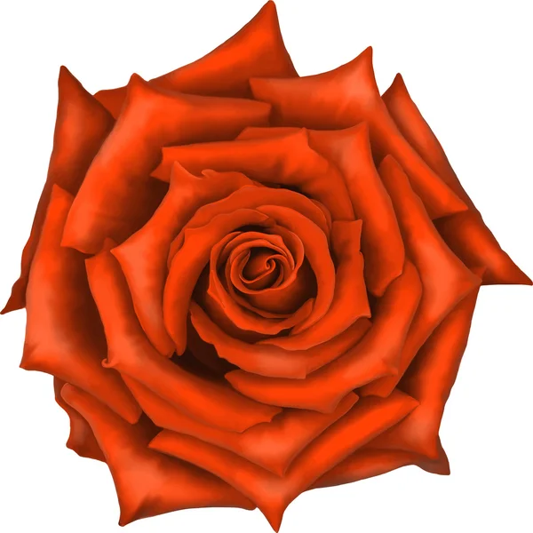 Fleur rose rouge — Image vectorielle