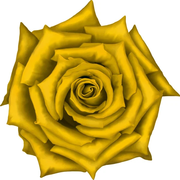 Amarelo rosa flor —  Vetores de Stock