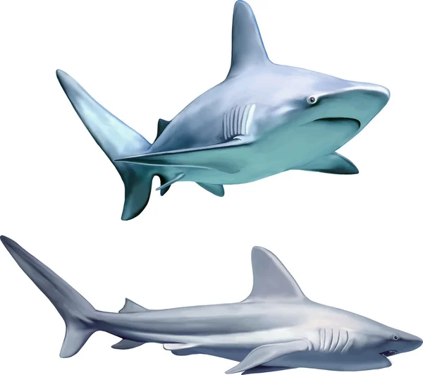 Büyük gri resif köpekbalığı