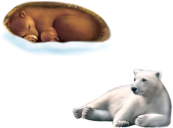 Dinlenme kutup ayısı ve boz ayı — Stok Vektör