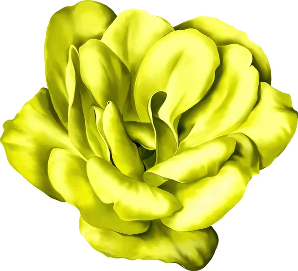 Sárga kamélia virág — Stock Vector