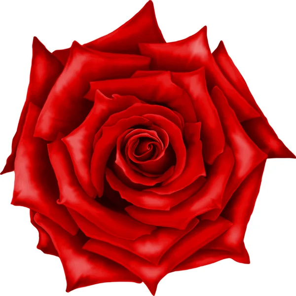 Fleur rose rouge — Image vectorielle