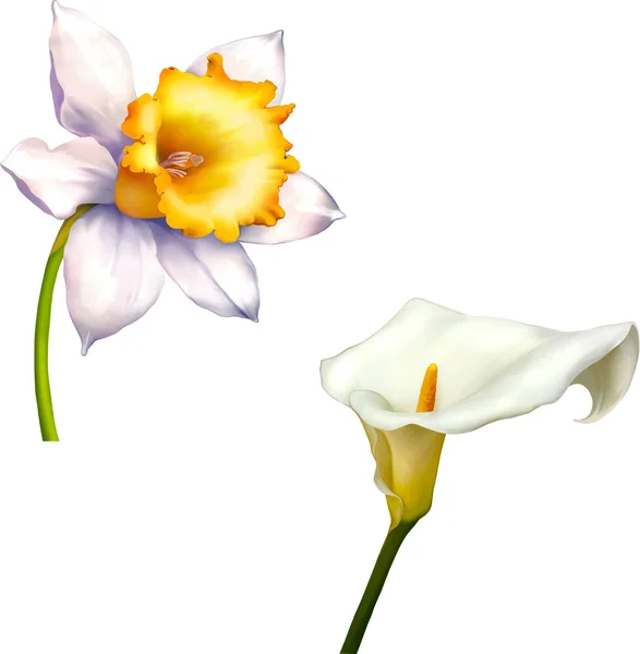 Fiori Di Narciso Immagini Vettoriali Rf Disegni Fiori Di Narciso Stock Depositphotos