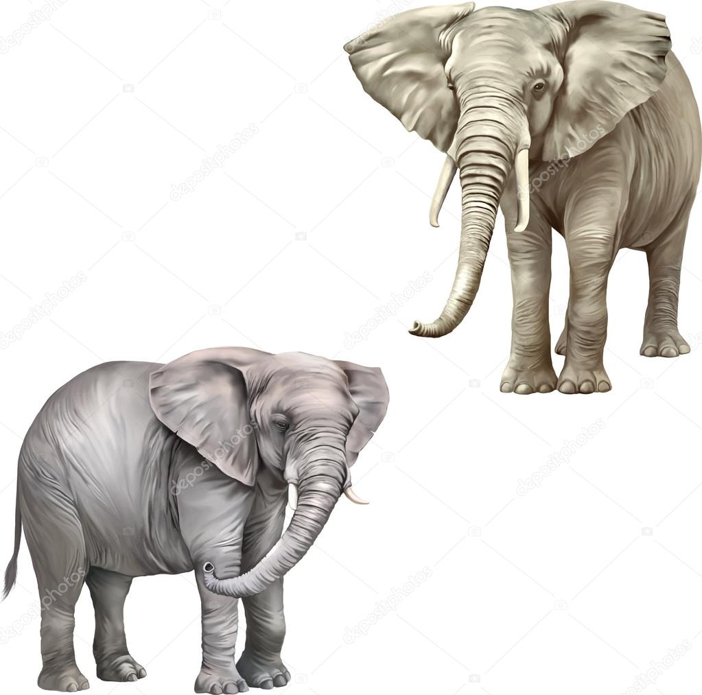 Adult African elephant