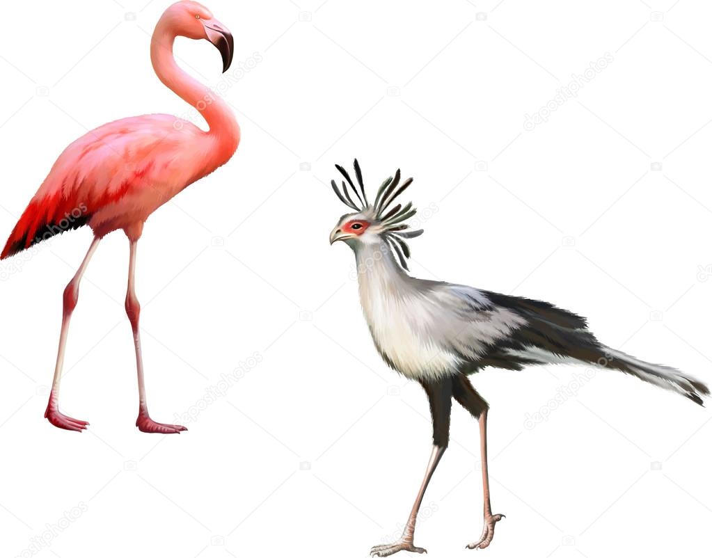 Pink flamingo and Secretary bird