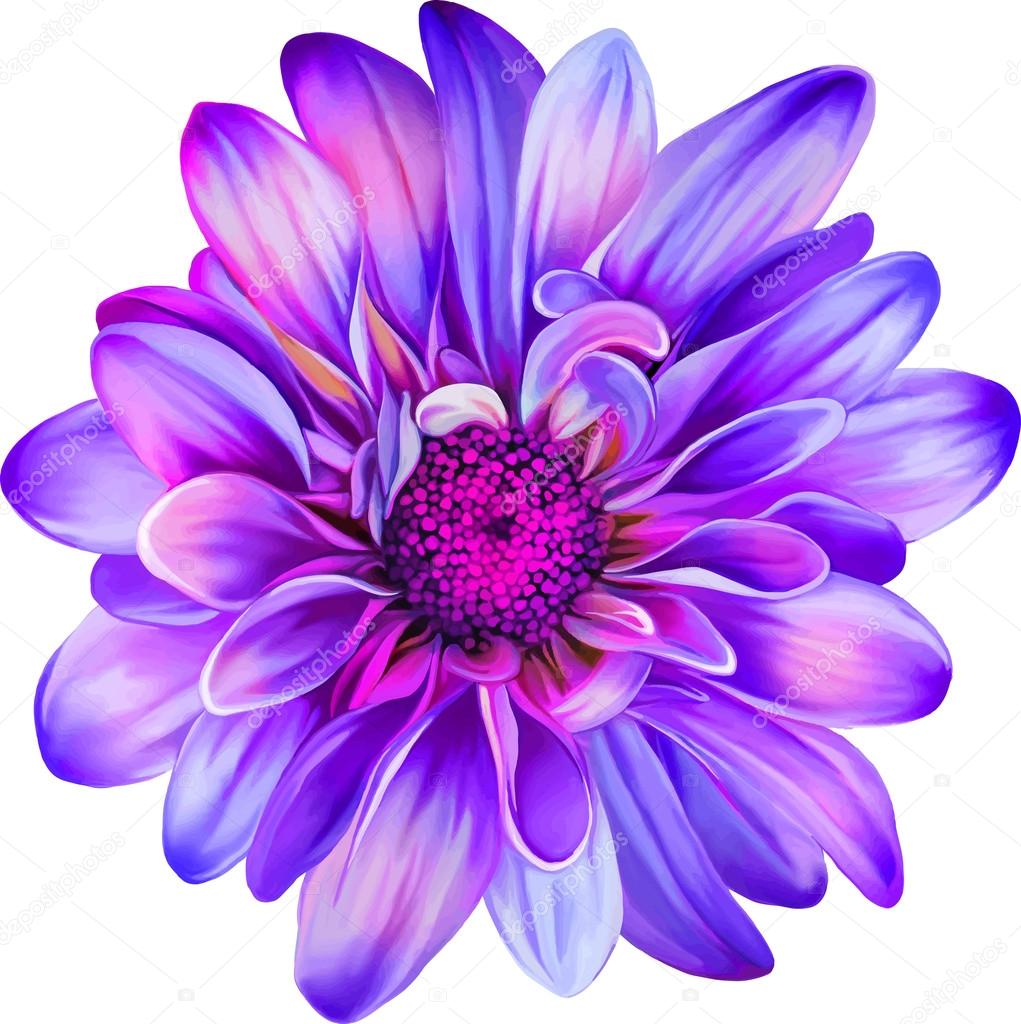 Purple Chrysanthemum Flower Vector Image By C Artnature Vector Stock