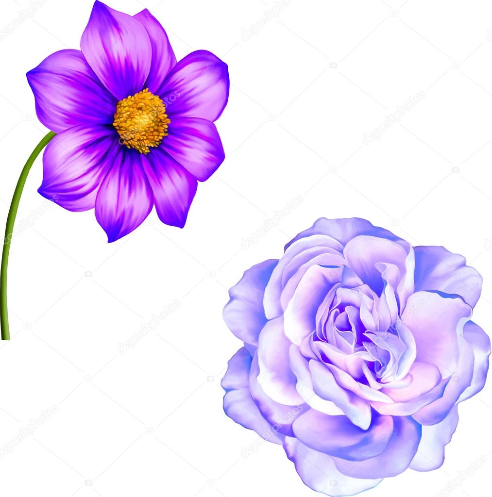 Purple Dahlia and rose flowers