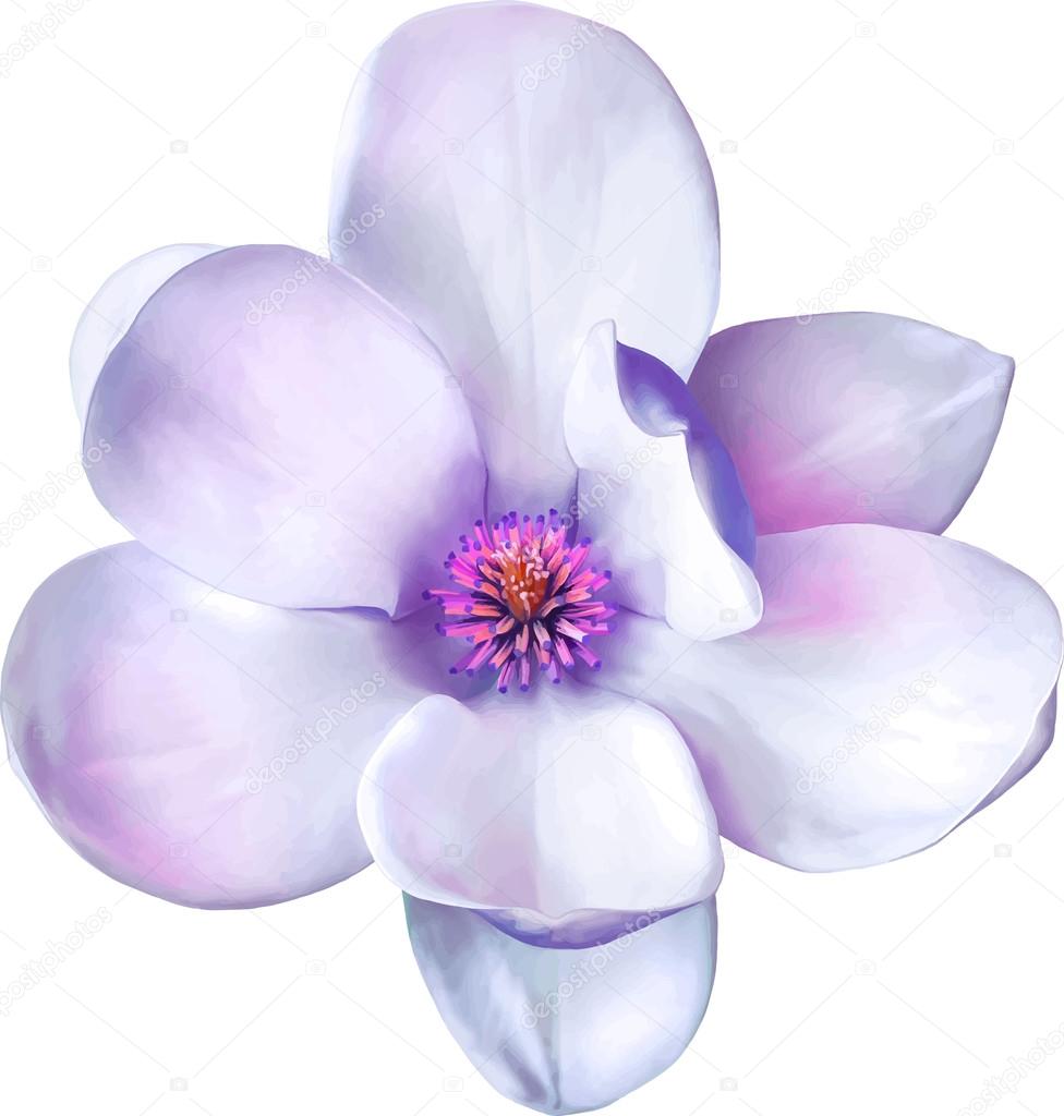 Purple Magnolia flower