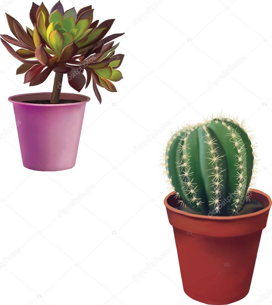 Succulent plant and round cactus in  pots